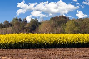 Oilseed Rape Field