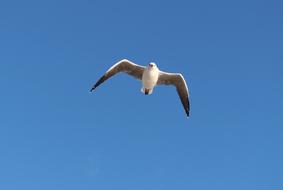 Seagull Flight Wing Beat