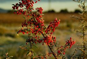 Winter Pyracantha Bush