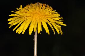 Close-up of the beautiful, blossoming, yellow and orange dandelion flower on the stem, in light, at black background