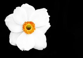 Summer Anemone Blossom white