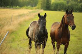 Horse Pasture