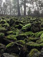 Moss Wintergreen Green