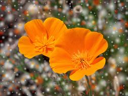 Poppy Flower orange