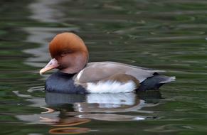 Red-Crested Pochard Duck Swimming in wildlife