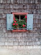 flowers on the window of an old house