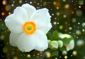 blooming summer white anemone