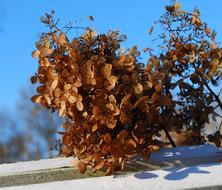 Hydrangea, dry Blossoms