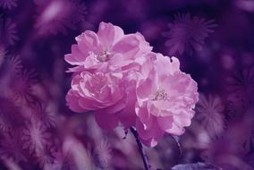 flowers in purple background