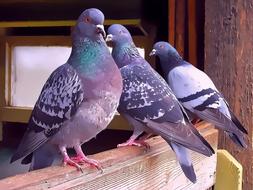 Pigeons Pigeon