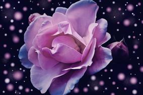 Rose Flower Pink banner