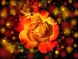 Close-up of the beautiful, blooming red, orange and yellow rose flower at background with bokeh lights