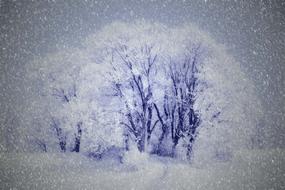 drawing wintry snow trees