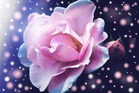 clipart of Rose Blossom Bloom