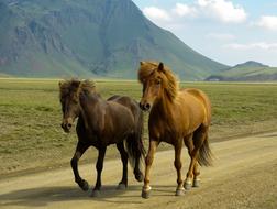 domestic Horses in Iceland