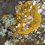 Moss Colors