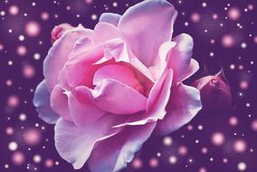 Rose Flower purple background