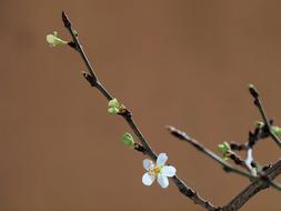 Tree Spring Flowers charming