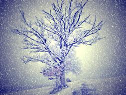 Wintry Snow Tree