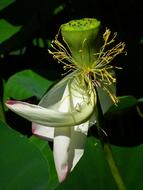 Lotus Flower and Seeds