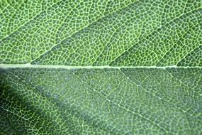 Chlorophyll Basil Leaf