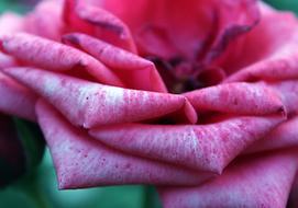 fragrant delicate pink rose petals, close-up