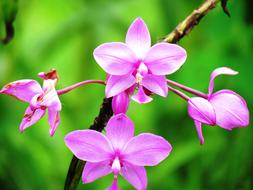 Beautiful, purple and white Guaria flowers on the branch, at blurred, green background