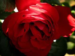 Rose Flower Red macro