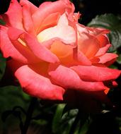 pink rose in the garden close up