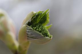 Spring Bud Maple