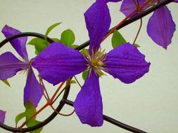 fascinating Clematis Flower Purple