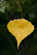 Tree Leaf Leaves