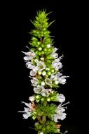 flowering elongated plant on a black background