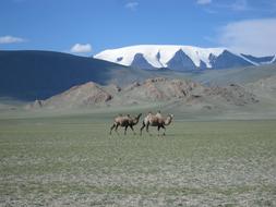 Mongolia Glacier Camels