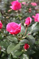 Rose shrub with Red Flowers