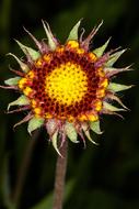 flower similar to dry sunflower close-up