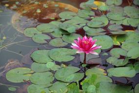 Water Lilies Flowering