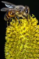 macro view of Bee and Yellow Flower