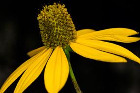 Yellow Coneflower Close