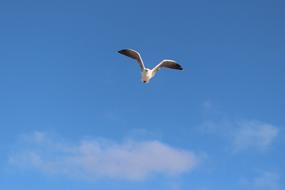 Seagull Flight Wing Beat