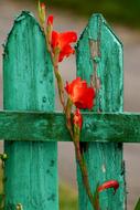 red Gladiolus Flower at green wooden fence