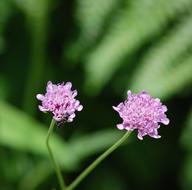 pink flowers in nature on a blurred background