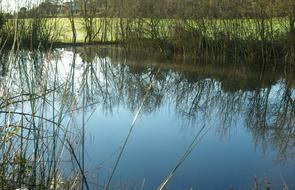 Pond Winter Lake