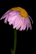 purple daisy on black background