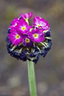 purple blue Flower Blossom