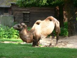 Zoo Camel