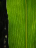 Corn Leaf Veins Detail