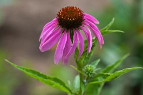 Flower Echinacea Coneflower green leaves