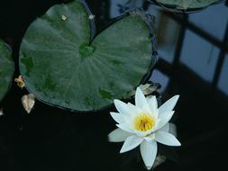 white Water Lily Flower dark Pond