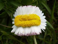 Daisy Flower as a Mutant